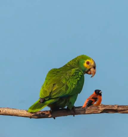 Nueva publicación científica: estrategias innovadoras para reducir la demanda de aves en peligro de extinción.